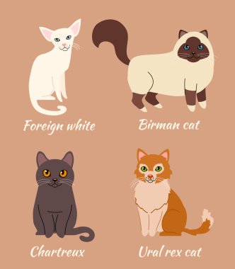 Farklı kedi cinsi