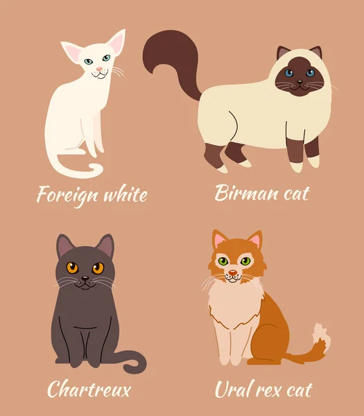 Farklı kedi cinsi — Stok Vektör
