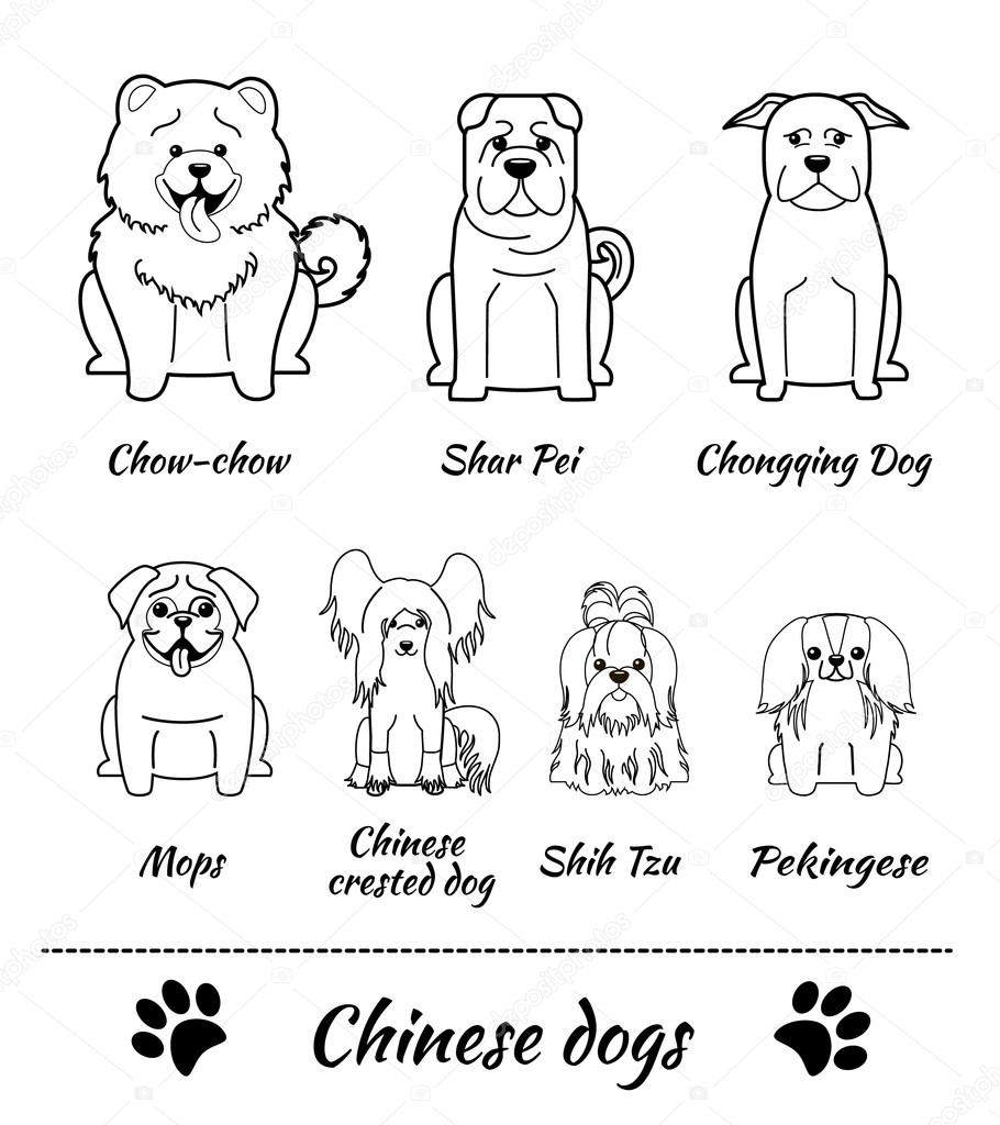Chinese breed of dogs Stock Illustration by ©ma_llina 107897476
