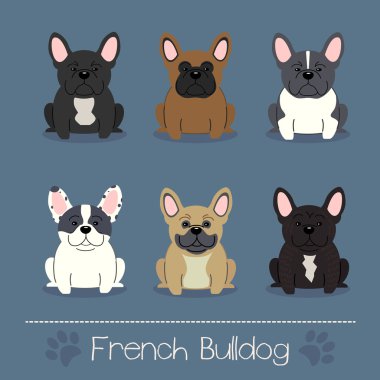 Farklı renkler Fransız Bulldog