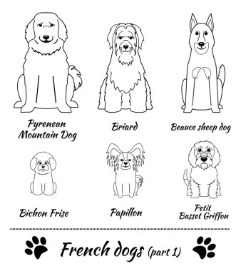 French breed of dogs