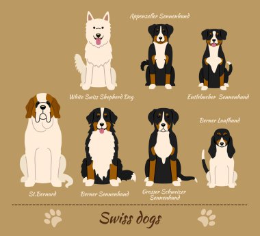 İsviçre köpek ırkı