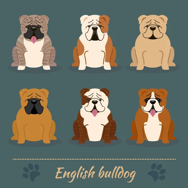 Diversi colori Bulldog inglese — Vettoriale Stock