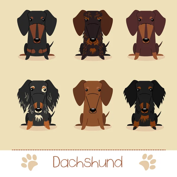 Different colors dachshund — Stock Vector