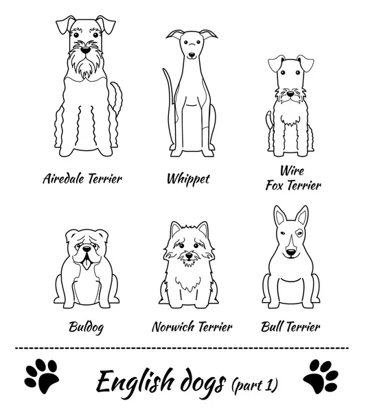 English breed of dogs — Stockvector