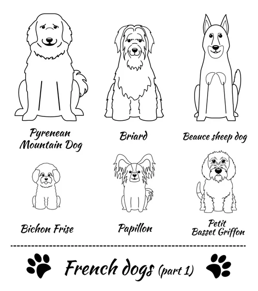 French breed of dogs — Stockvector