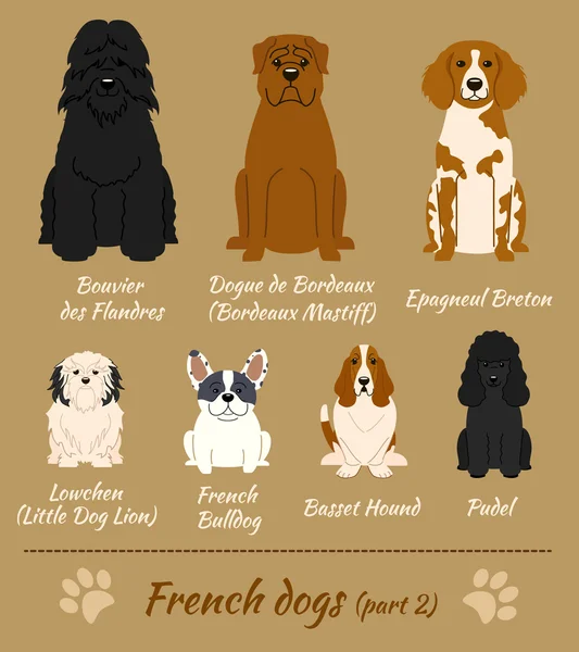 สายพันธุ์ฝรั่งเศสของสุนัข — ภาพเวกเตอร์สต็อก