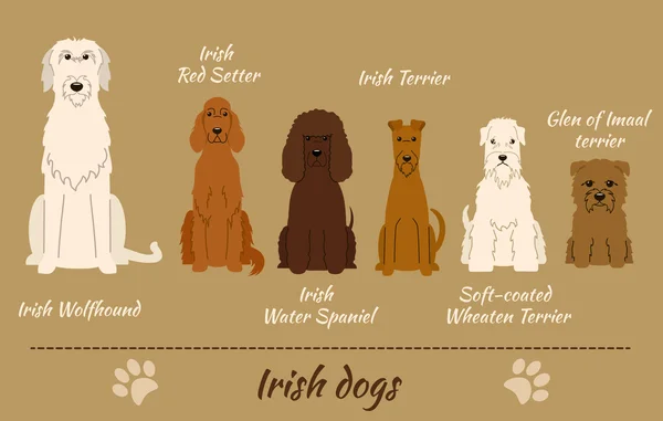 Irish breed of dogs — Stock Vector