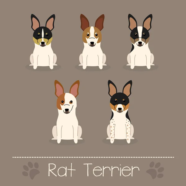 Diferentes colores Rat Terrier — Vector de stock