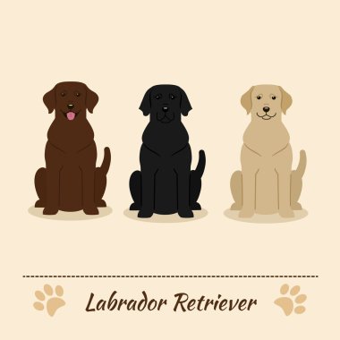 Labrador Retriever farklı renklerde ayarlayın