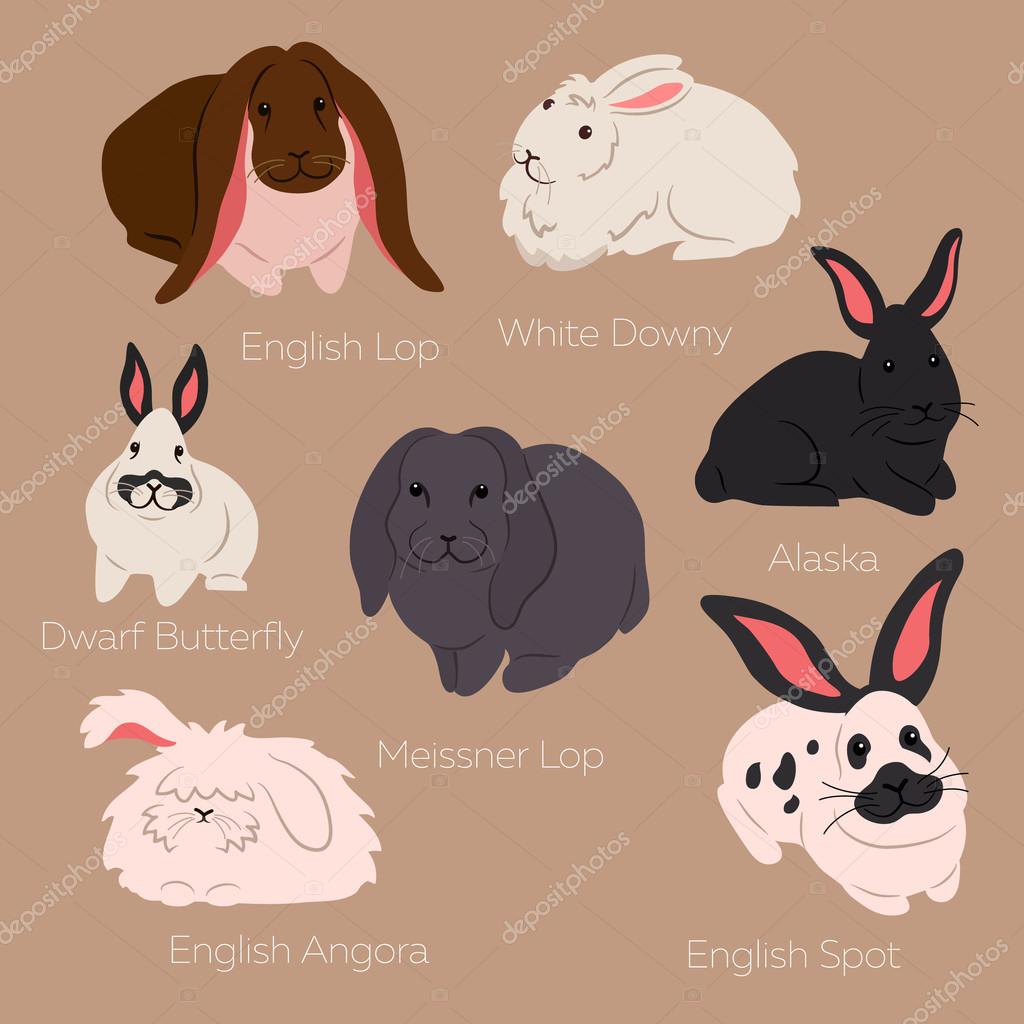 Vector illustration of rabbits: English Loop, White Downy, Dwarf Butterfly, Alaska, Meissner Lop, English Spot, Angora isolated on the white background. Different rabbit breeds.