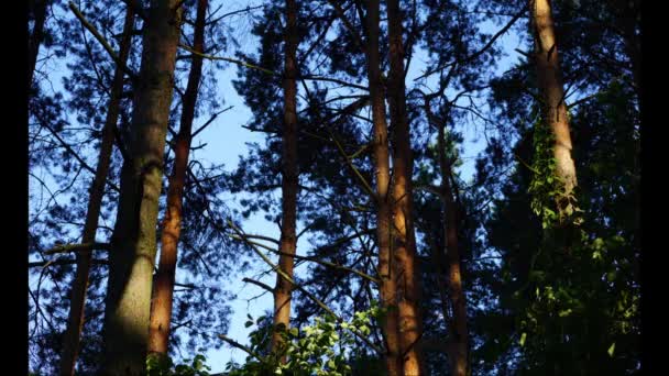 Reggel időzített erdő Jogdíjmentes Stock Videó