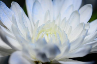 Seçici odaklı güzel, mavi bir çiçeğin makro görüntüsü..