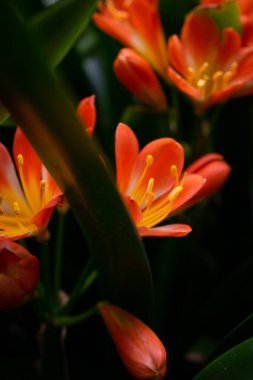 Gölgeli Yeşil 'de Saklı Çiçek