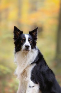Sonbahar manzarasında genç safkan bir Collie köpeğinin portresi.
