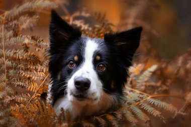 Sonbahar manzarasında genç safkan bir Collie köpeğinin portresi.