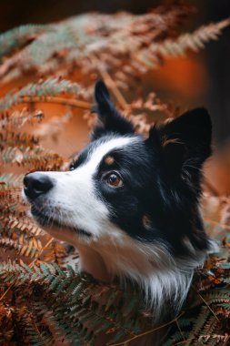 Sonbahar manzarasında genç safkan bir Collie köpeğinin portresi.