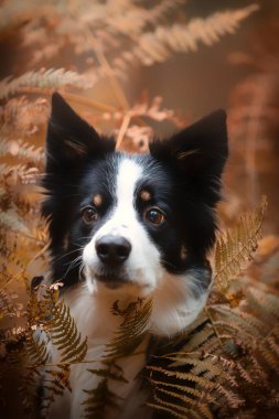 Sonbahar manzarasında genç safkan bir Collie köpeğinin portresi.