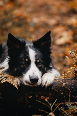 Sonbahar manzarasında genç safkan bir Collie köpeğinin portresi.