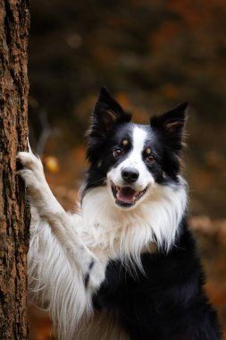 Sonbahar manzarasında genç safkan bir Collie köpeğinin portresi.
