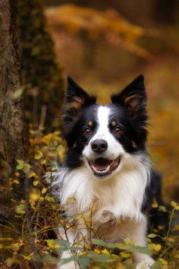 Sonbahar manzarasında genç safkan bir Collie köpeğinin portresi.