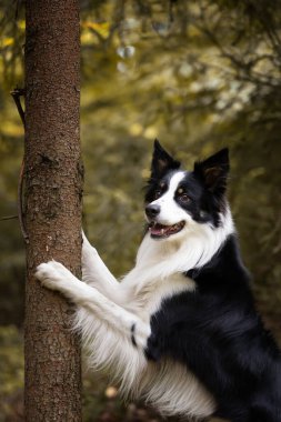 Sonbahar manzarasında genç safkan bir Collie köpeğinin portresi.