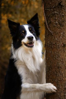 Sonbahar manzarasında genç safkan bir Collie köpeğinin portresi.