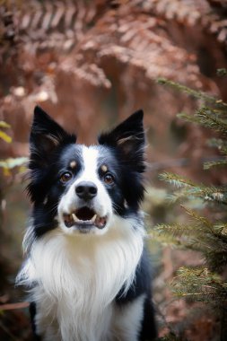 Sonbahar manzarasında genç safkan bir Collie köpeğinin portresi.