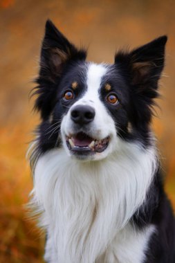 Sonbahar manzarasında genç safkan bir Collie köpeğinin portresi.