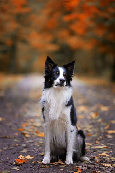 Sonbahar manzarasında genç safkan bir Collie köpeğinin portresi.