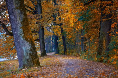 Polonya 'da huzurlu bir parkta, eski ağaçların arasında sonbahar sokağı
