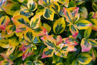 Canlı, çeşitli öonymus yaprakları yakın plan veya duvar kağıdı projesi için mükemmel.