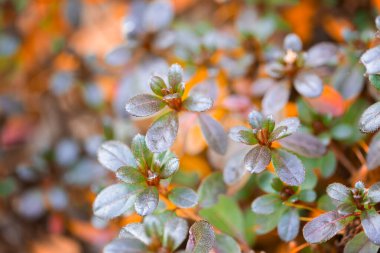 Tasarımınız için sonbahar gölgeleri açelya yaprakları, arkaplan veya duvar kağıdı