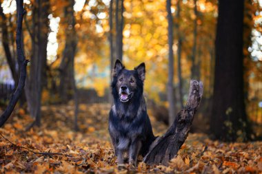 Saf köpek portresi, sonbahar manzarası, arkaplan ya da köpek motifli duvar kağıdı arka planında Alman çoban köpeği