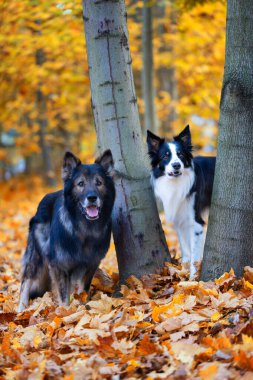 Saf köpek portresi, Alman çoban köpeği ve Border Collie sonbahar manzarası, arka plan ya da köpek motifli duvar kağıdı
