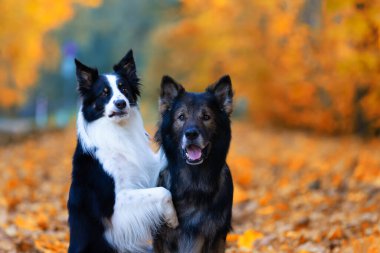 Saf köpek portresi, Alman çoban köpeği ve Border Collie sonbahar manzarası, arka plan ya da köpek motifli duvar kağıdı