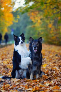 Saf köpek portresi, Alman çoban köpeği ve Border Collie sonbahar manzarası, arka plan ya da köpek motifli duvar kağıdı