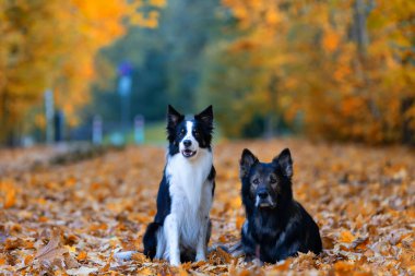 Saf köpek portresi, Alman çoban köpeği ve Border Collie sonbahar manzarası, arka plan ya da köpek motifli duvar kağıdı