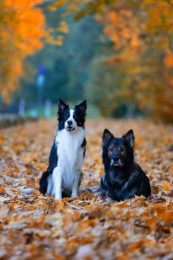 Saf köpek portresi, Alman çoban köpeği ve Border Collie sonbahar manzarası, arka plan ya da köpek motifli duvar kağıdı