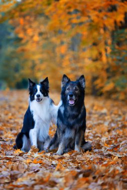 Saf köpek portresi, Alman çoban köpeği ve Border Collie sonbahar manzarası, arka plan ya da köpek motifli duvar kağıdı