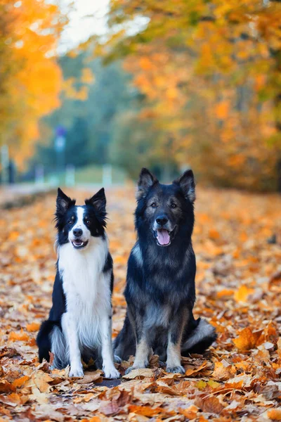 Saf köpek portresi, Alman çoban köpeği ve Border Collie sonbahar manzarası, arka plan ya da köpek motifli duvar kağıdı
