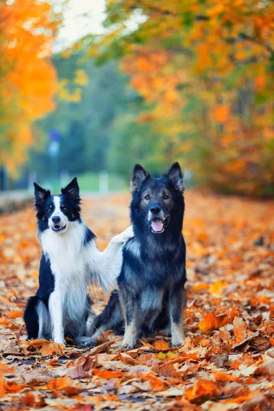 Saf köpek portresi, Alman çoban köpeği ve Border Collie sonbahar manzarası, arka plan ya da köpek motifli duvar kağıdı