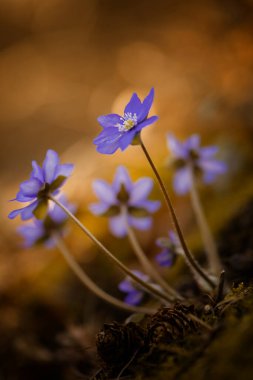 Bir bahar ormanında mor hepatika çiçekleri (Hepatica nobilis), projeniz için çiçek motifi, arkaplan veya duvar kağıdı