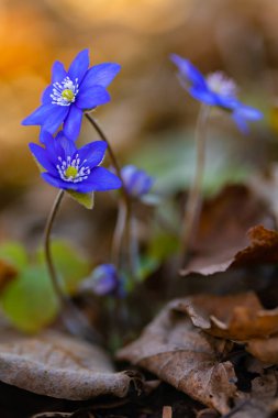 Bir bahar ormanında mor hepatika çiçekleri (Hepatica nobilis), projeniz için çiçek motifi, arkaplan veya duvar kağıdı