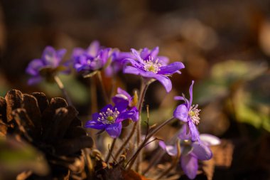 Bir bahar ormanında mor hepatika çiçekleri (Hepatica nobilis), projeniz için çiçek motifi, arkaplan veya duvar kağıdı