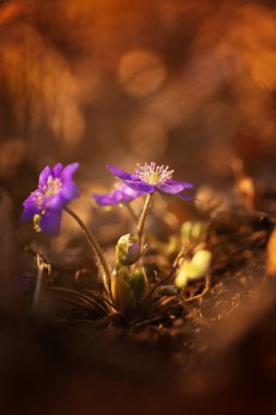 Bir bahar ormanında mor hepatika çiçekleri (Hepatica nobilis), projeniz için çiçek motifi, arkaplan veya duvar kağıdı