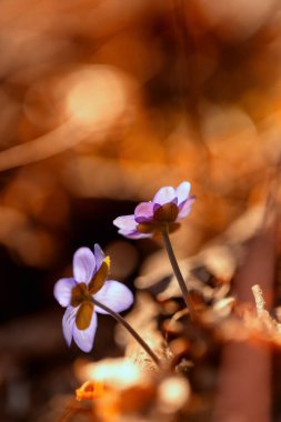 Bir bahar ormanında mor hepatika çiçekleri (Hepatica nobilis), projeniz için çiçek motifi, arkaplan veya duvar kağıdı