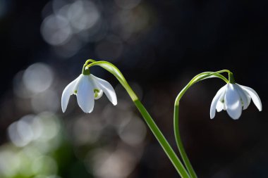 Baharın ışığında bahçede taze beyaz kar damlaları (Galanthus nivalis L.), projeniz için çiçek motifi, arkaplan veya duvar kağıdı