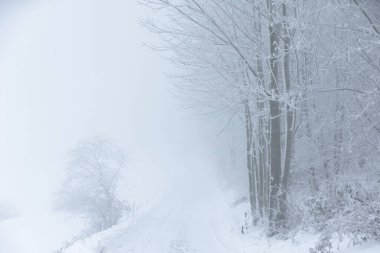 Polonya 'daki Donmuş Ormanda Puslu Kış Yolu, doğa motifi için doğal arka plan veya duvar kağıdı