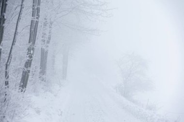 Polonya 'daki Donmuş Ormanda Puslu Kış Yolu, doğa motifi için doğal arka plan veya duvar kağıdı